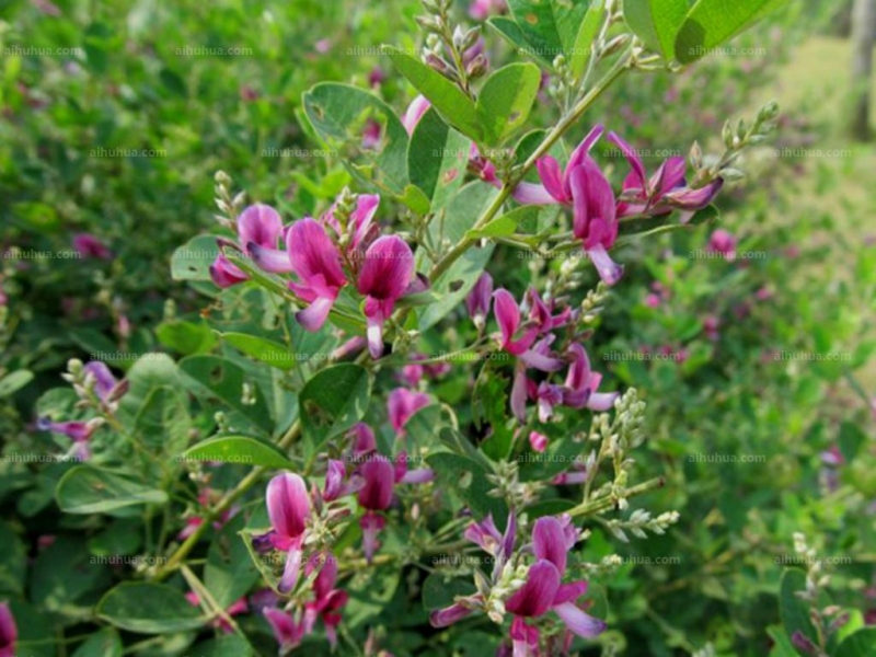 点击大图看下一张：美丽胡枝子图片