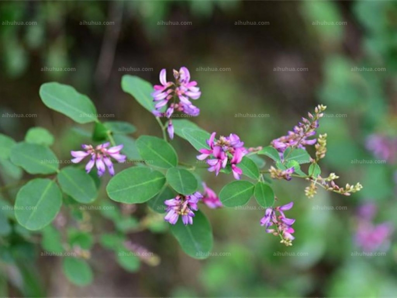 点击大图看下一张：美丽胡枝子图片