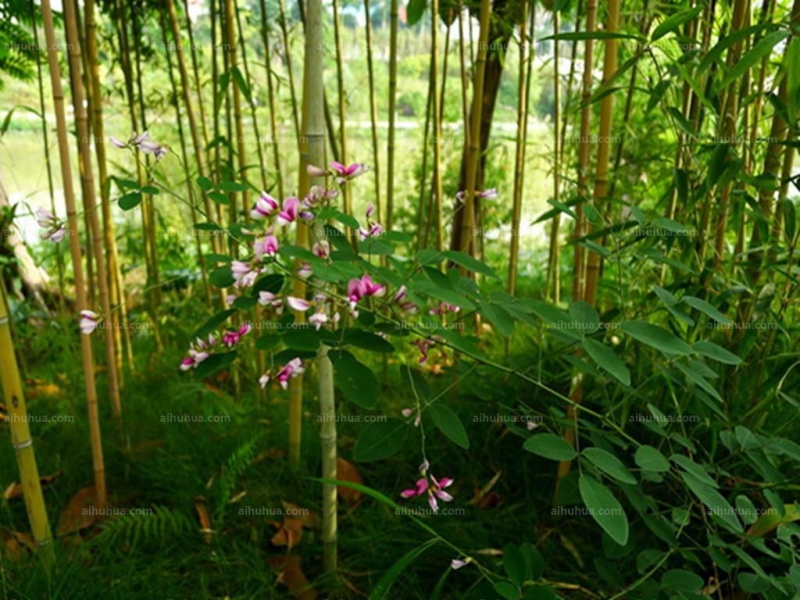 点击大图看下一张：美丽胡枝子图片