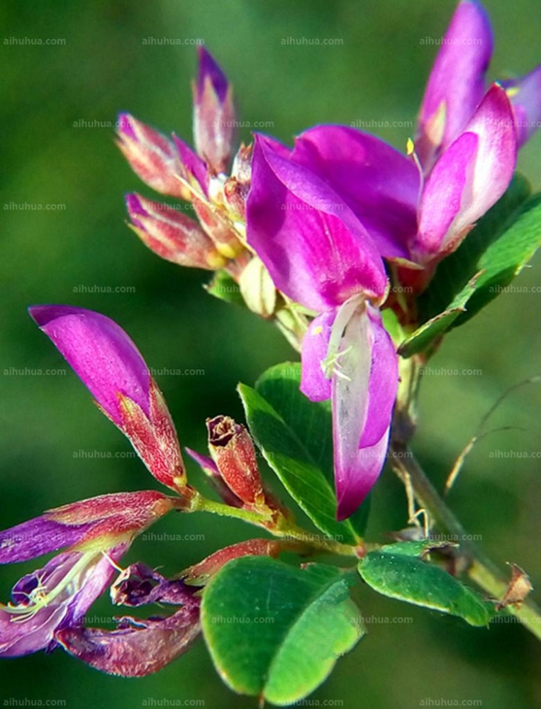 点击大图看下一张:美丽胡枝子图片