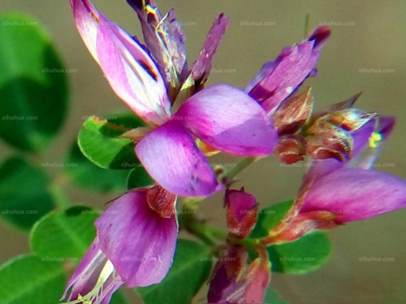 点击大图看下一张:美丽胡枝子图片