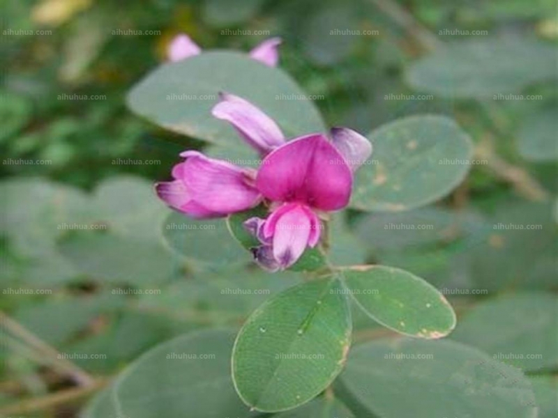 点击大图看下一张：美丽胡枝子图片