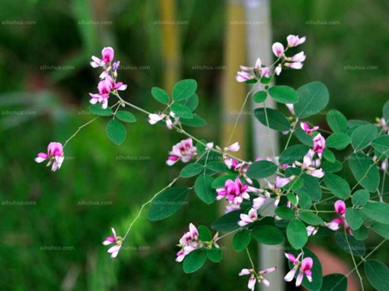 点击大图看下一张：美丽胡枝子图片