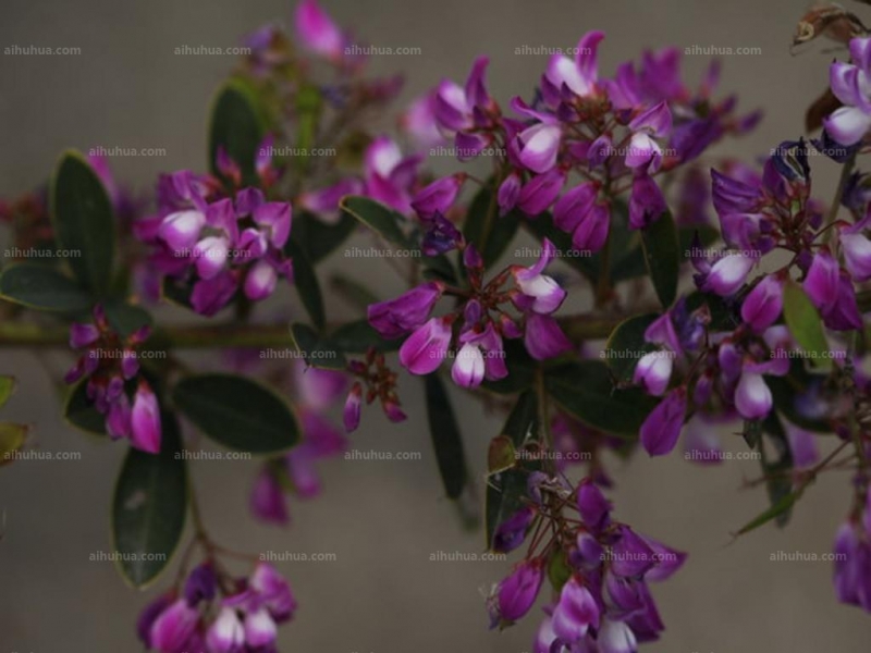 点击大图看下一张：美丽胡枝子图片