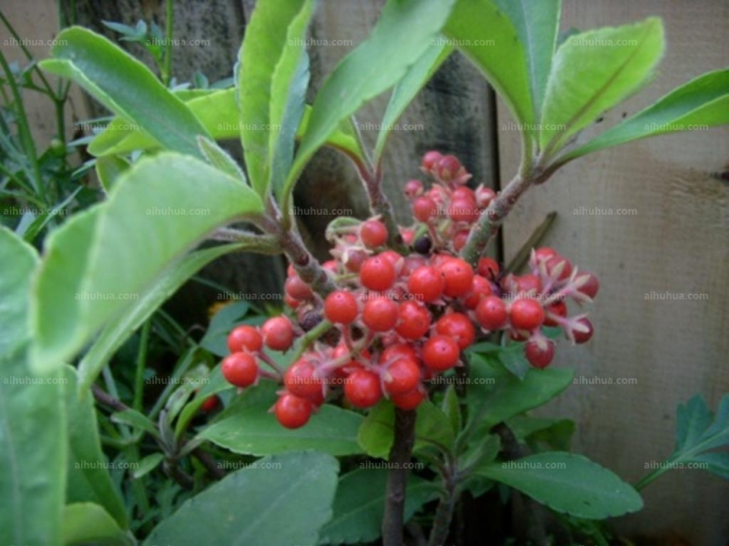 点击大图看下一张：雪下红图片