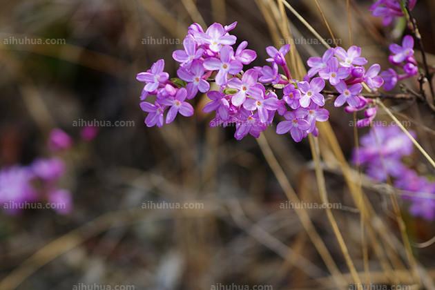 点击大图看下一张:芫花图片