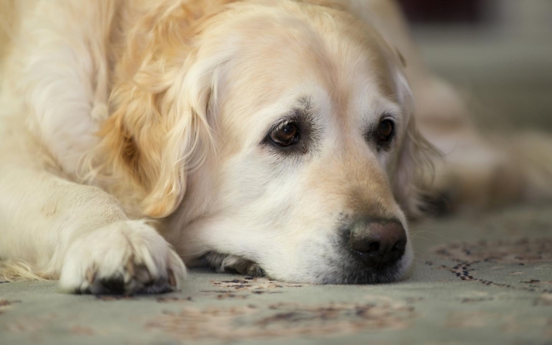 点击大图看下一张：金毛犬动物