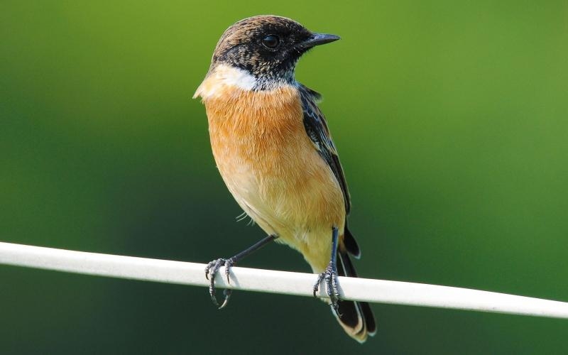 点击大图看下一张：西伯利亚石即鸟图片