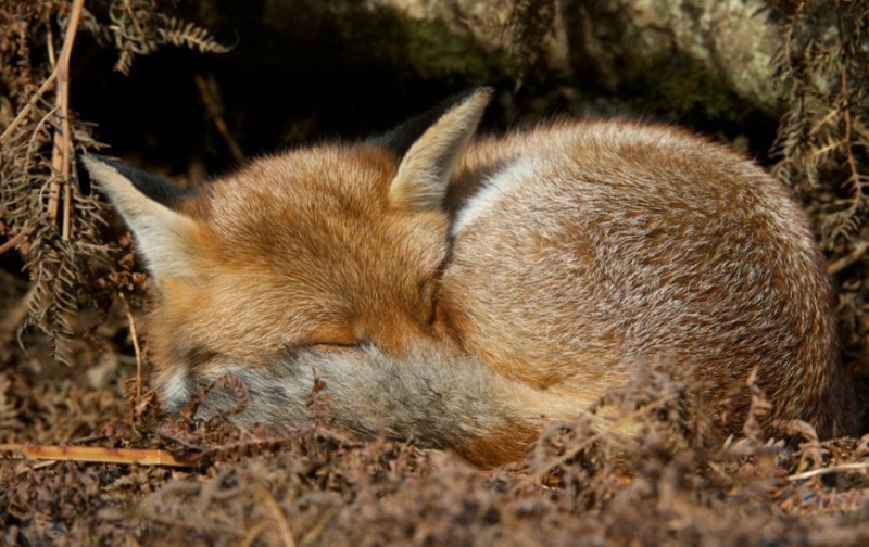 点击大图看下一张：小狐狸图片