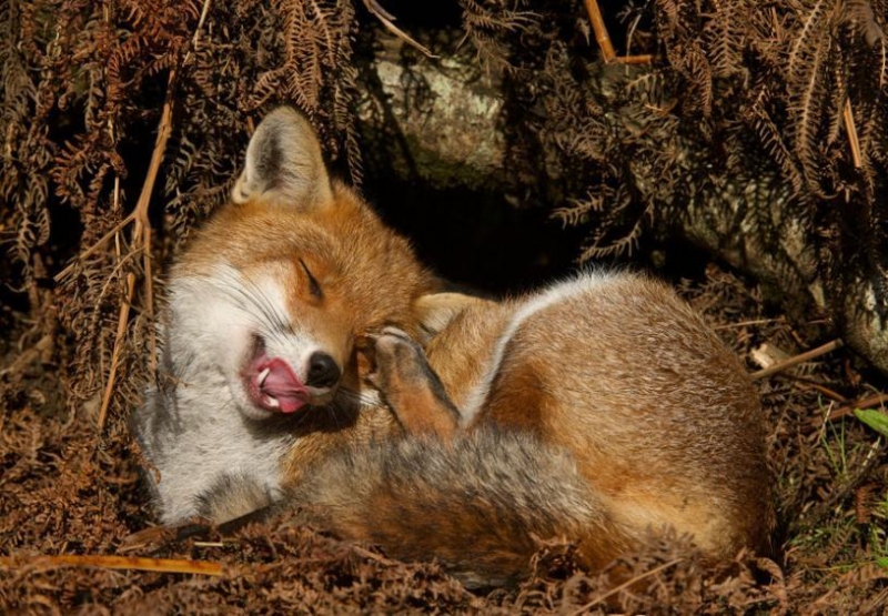 点击大图看下一张：小狐狸图片