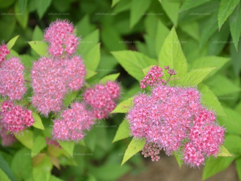 点击大图看下一张：金焰绣线菊图片