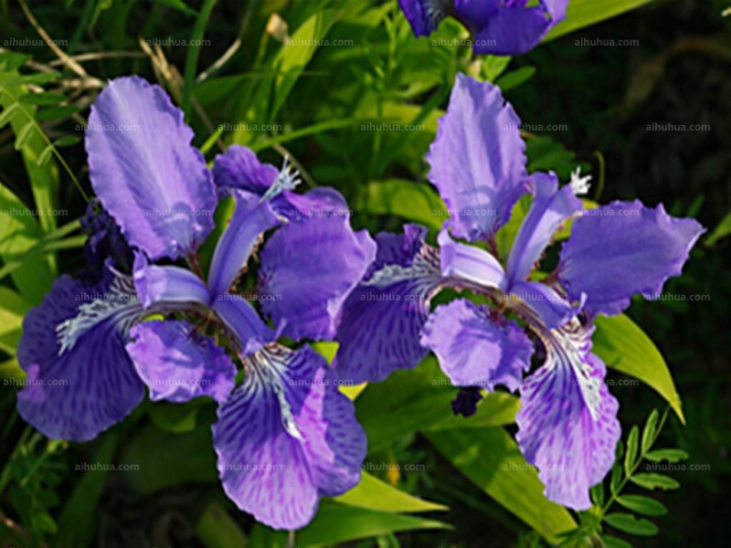 点击大图看下一张：西班牙鸢尾图片