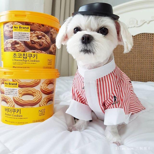 点击大图看下一张:潮流范的马尔济斯犬图片