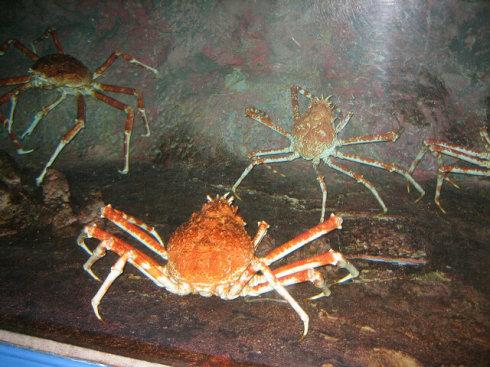 点击大图看下一张：日本蜘蛛蟹