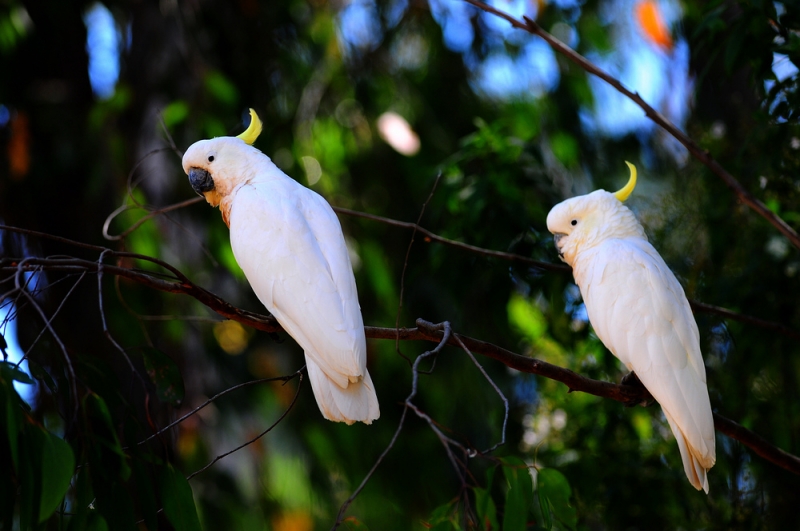 点击大图看下一张：小葵花凤头鹦鹉