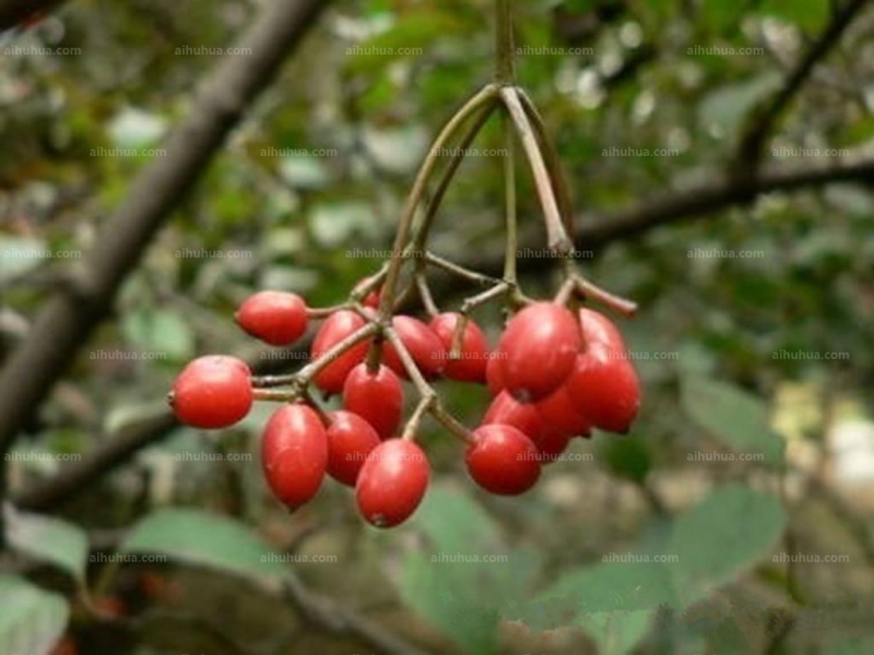 点击大图看下一张：茶荚蒾图片
