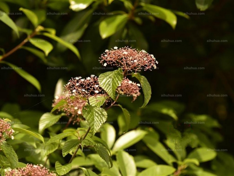 点击大图看下一张：茶荚蒾图片