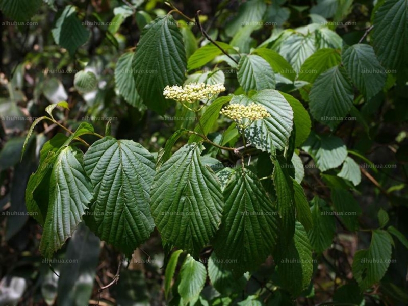 点击大图看下一张：茶荚蒾图片