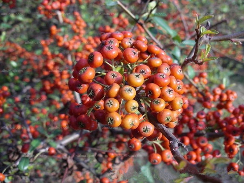 点击大图看下一张：茶荚蒾图片