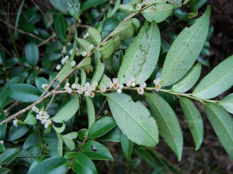 点击大图看下一张：钝叶柃图片