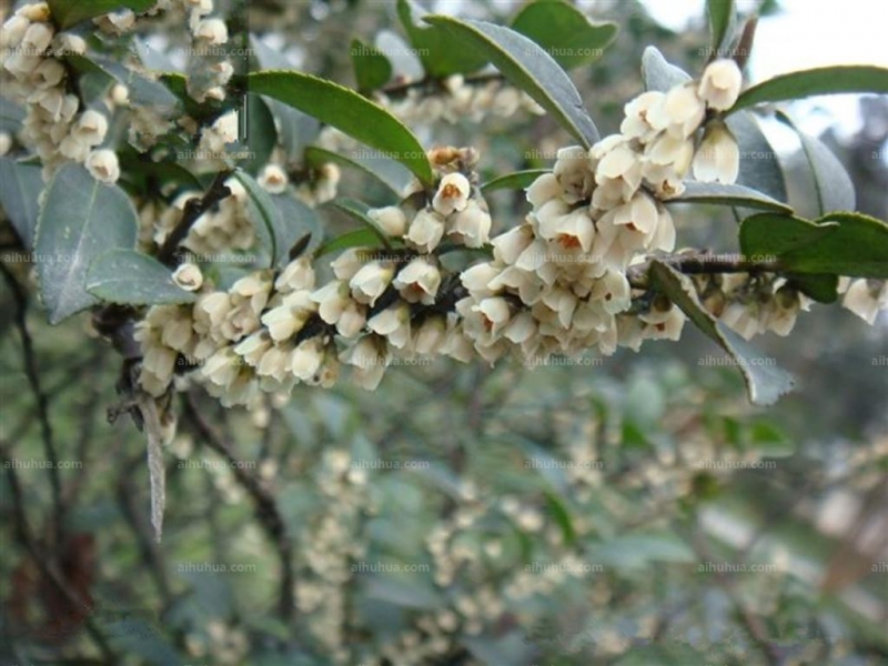 点击大图看下一张:钝叶柃图片