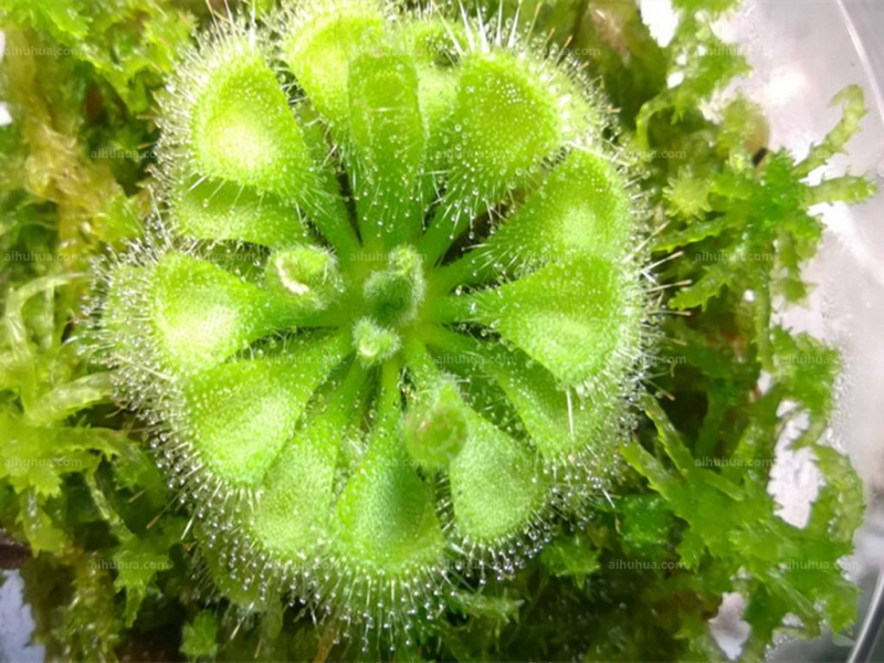 点击大图看下一张：锦地罗图片