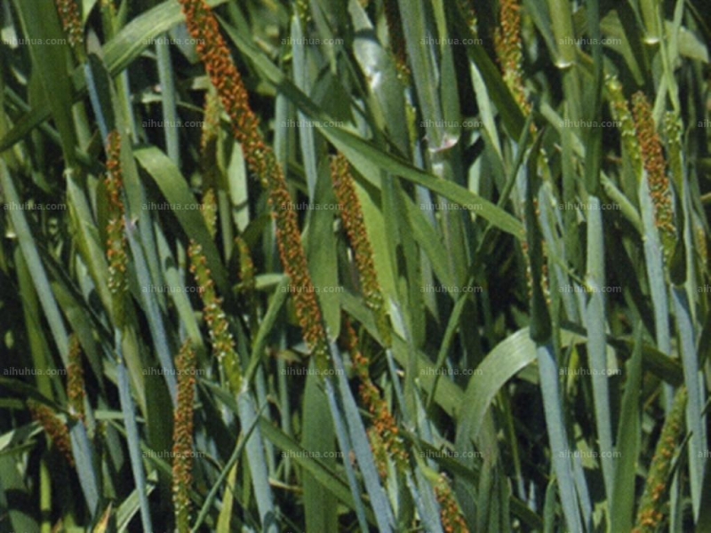 点击大图看下一张：看麦娘图片