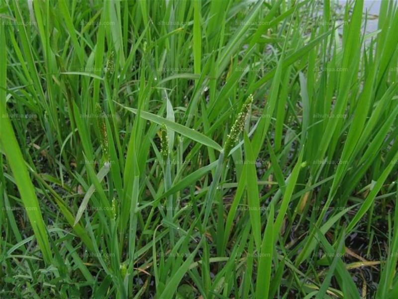 点击大图看下一张：看麦娘图片