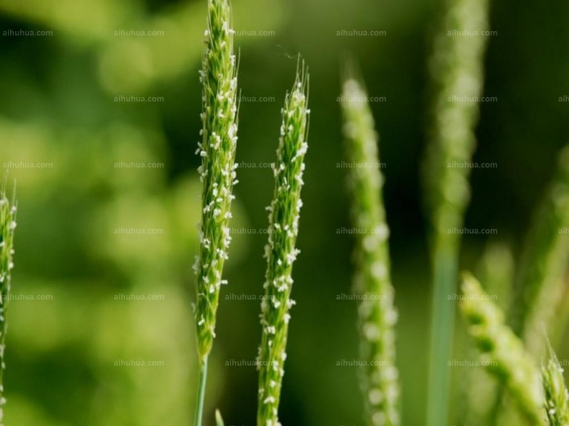 点击大图看下一张：看麦娘图片