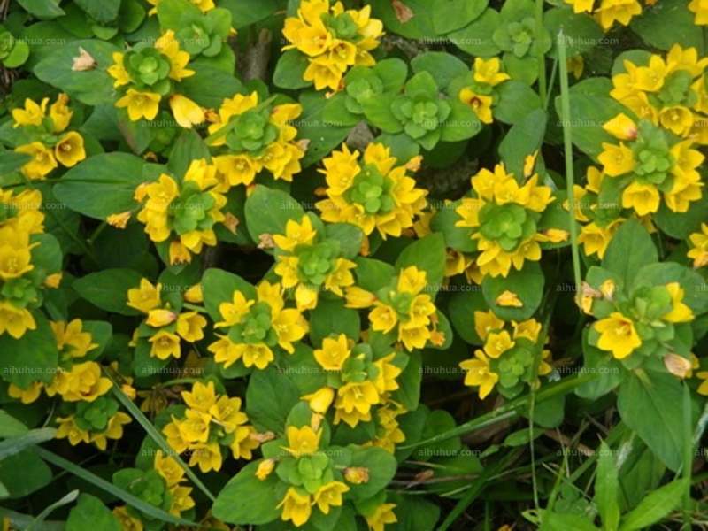 点击大图看下一张：临时救图片