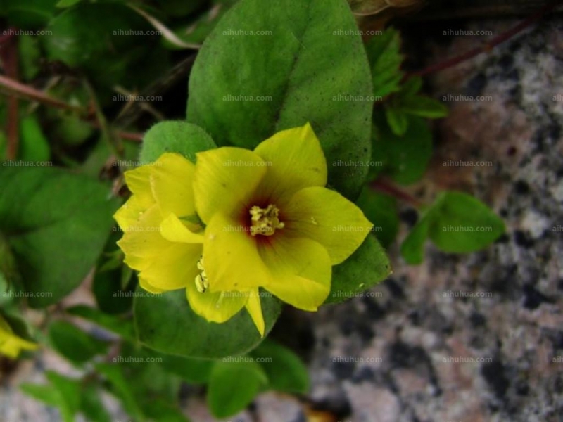 点击大图看下一张：临时救图片