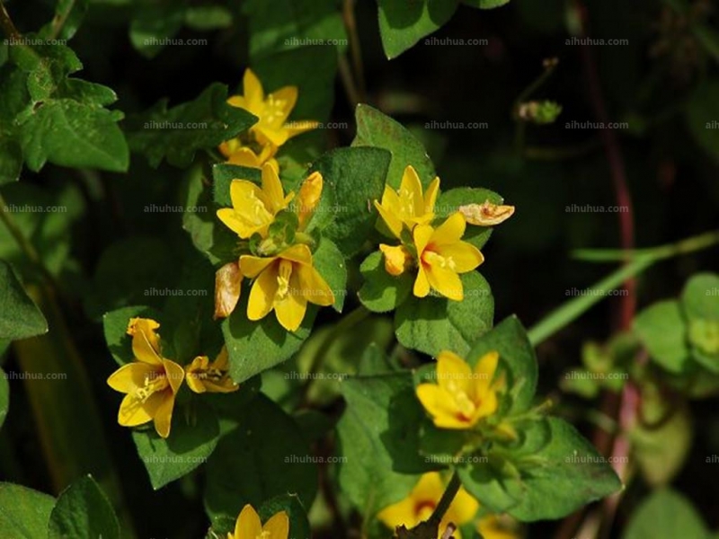 点击大图看下一张：临时救图片