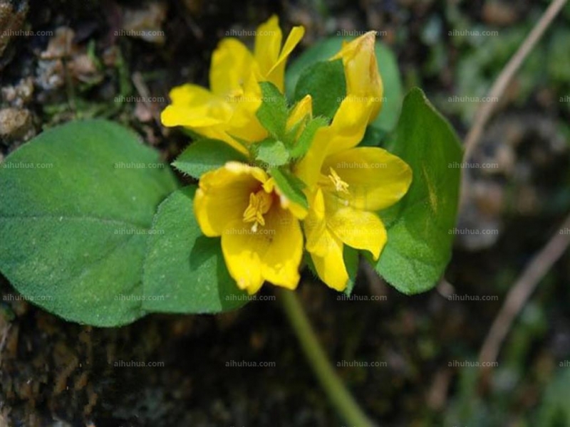 点击大图看下一张：临时救图片