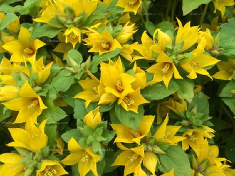 点击大图看下一张：临时救图片