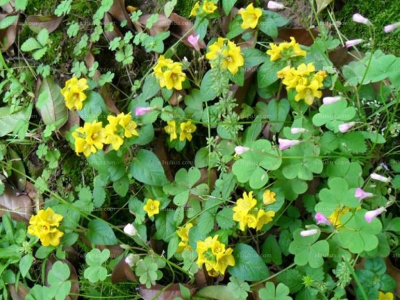 点击大图看下一张:临时救图片