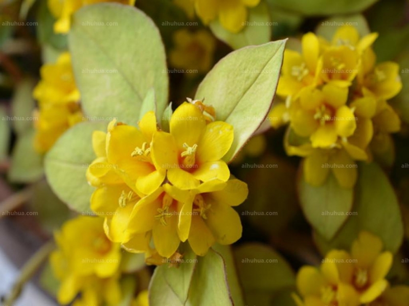 点击大图看下一张:临时救图片