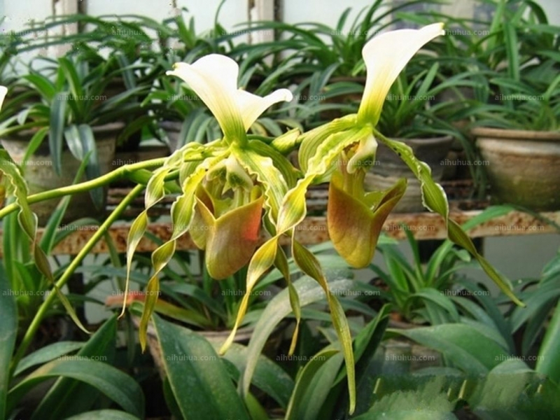 点击大图看下一张:飘带兜兰图片