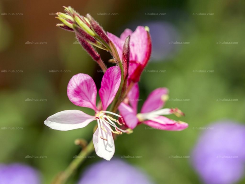 点击大图看下一张:山桃草图片