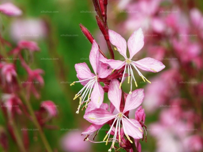 点击大图看下一张:山桃草图片