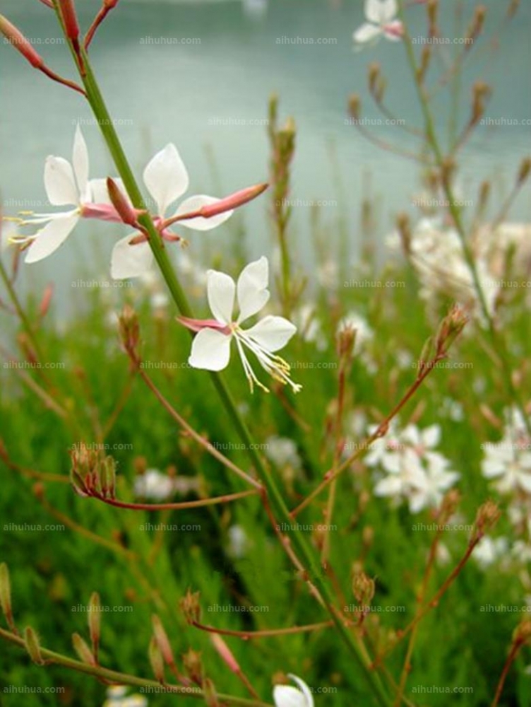 点击大图看下一张:山桃草图片