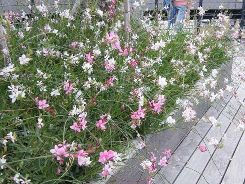 点击大图看下一张:山桃草图片