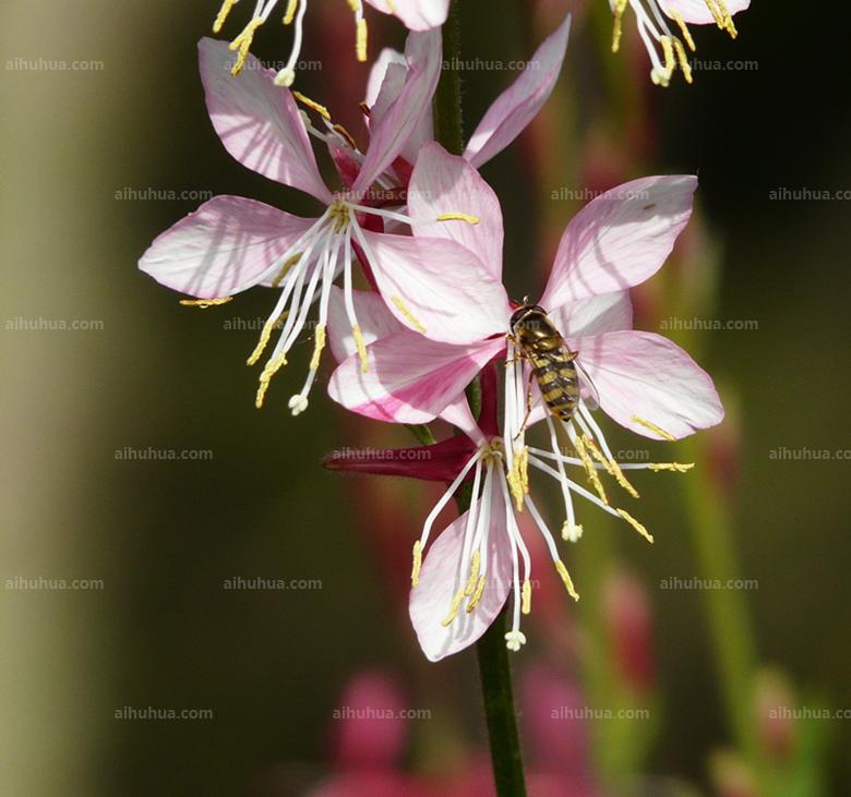 点击大图看下一张:山桃草图片