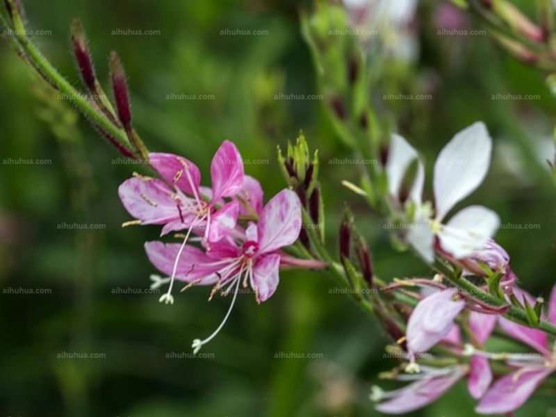 点击大图看下一张:山桃草图片