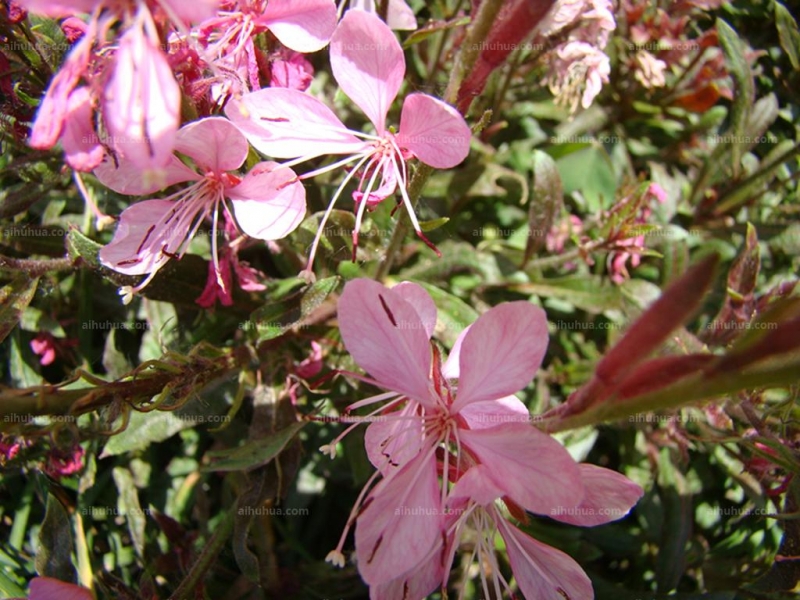 点击大图看下一张:山桃草图片