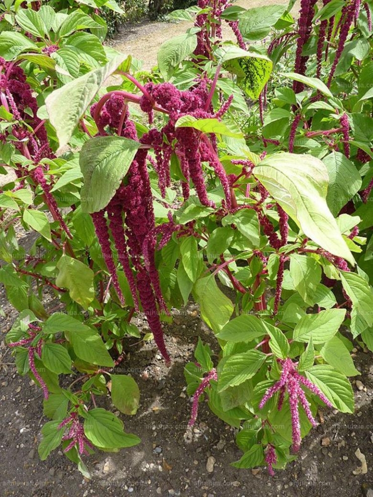 点击大图看下一张：尾穗苋图片