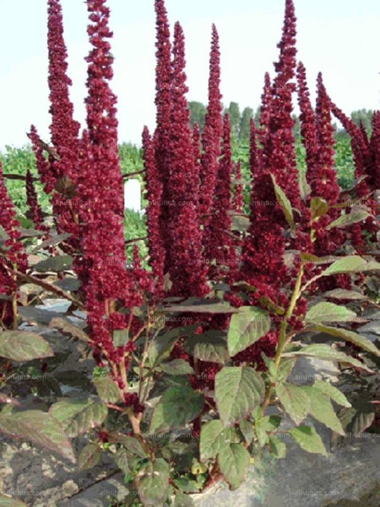 点击大图看下一张：尾穗苋图片