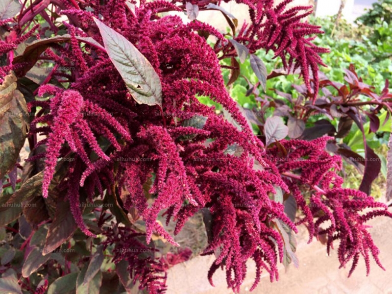 点击大图看下一张：尾穗苋图片