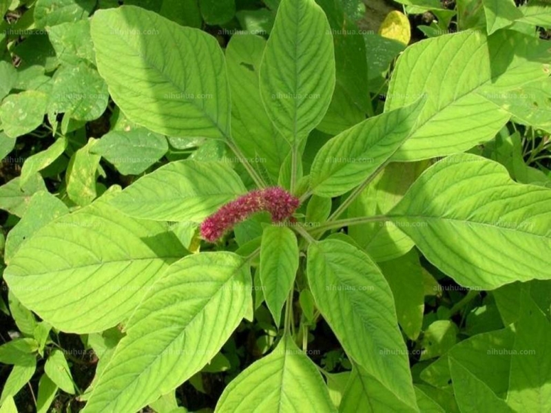 点击大图看下一张：尾穗苋图片