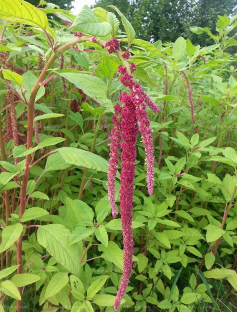 点击大图看下一张：尾穗苋图片