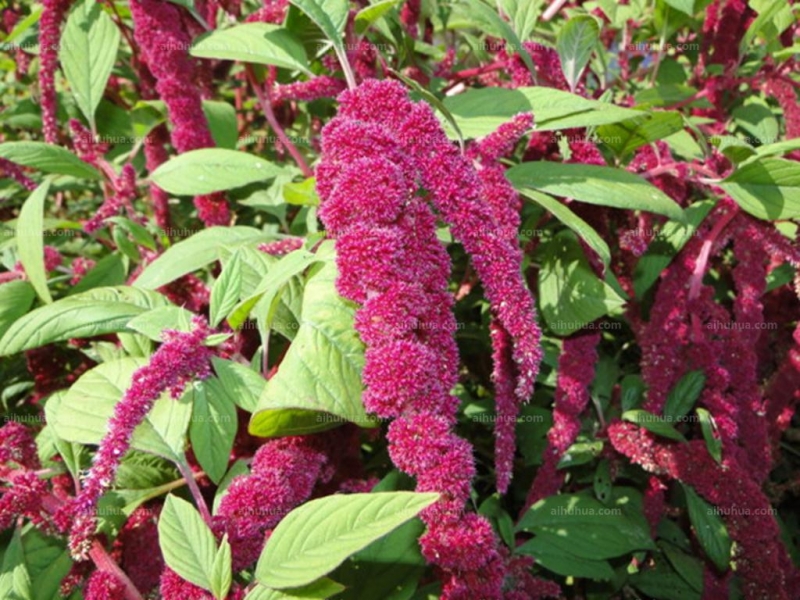 点击大图看下一张：尾穗苋图片